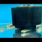 Aspidoras Spilotus  Catfish | Catfish Loaches & Plecos | Largest Tropical Fish Selection at Your Local Fish Store