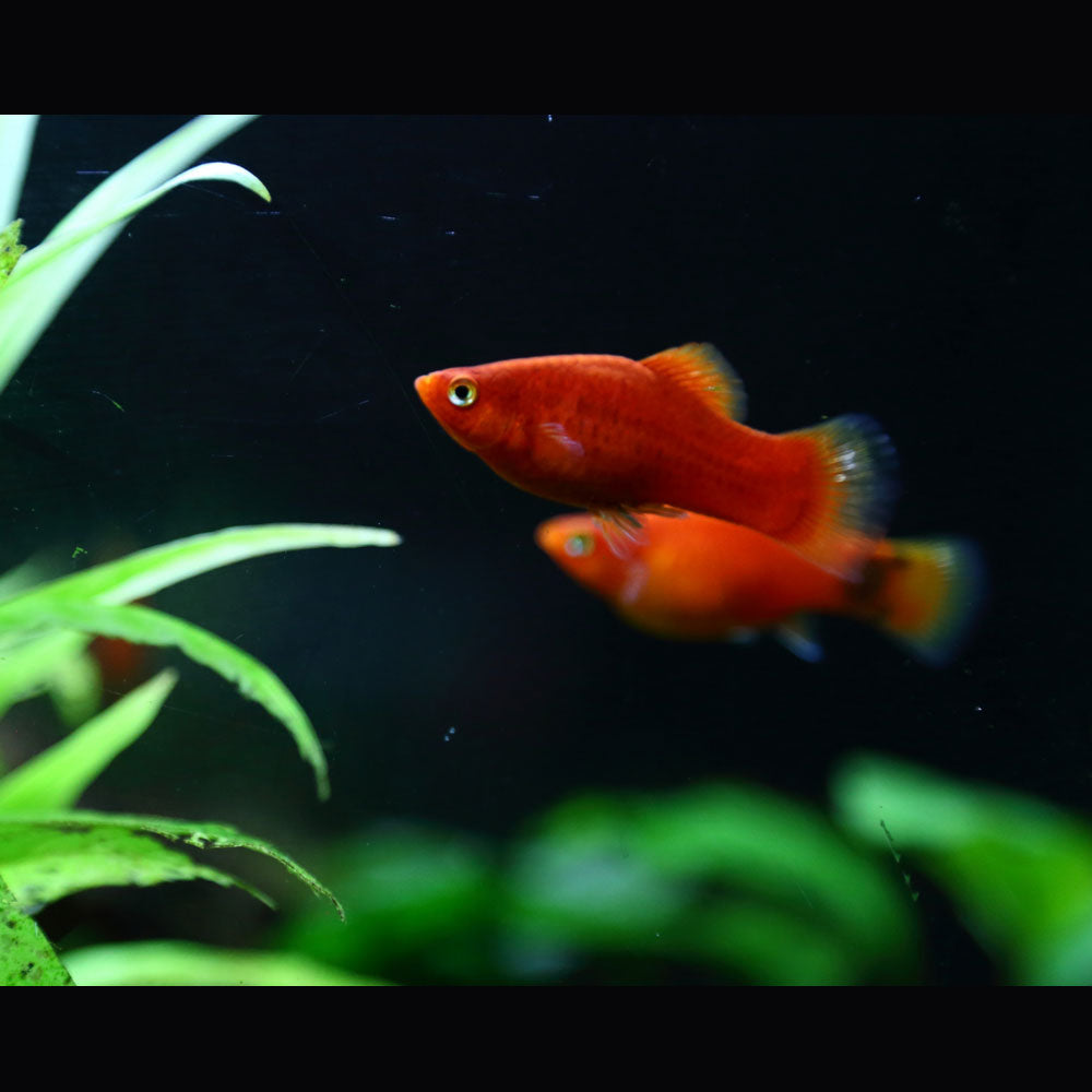 Assorted Platy 2.5cm-3cm | Livebearers | Largest Tropical Fish Selection at Your Local Fish Store
