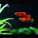 Assorted Platy 2.5cm-3cm | Livebearers | Largest Tropical Fish Selection at Your Local Fish Store
