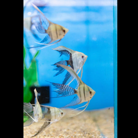 Gold Angelfish 5cm | Cichlids Badis & Gouramis | Largest Tropical Fish Selection at Your Local Fish Store
