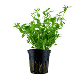 Bacopa 'Compact' potted 044A