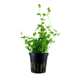 Bacopa australis potted 043A