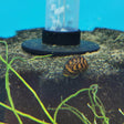 Batik Nerite Snail | Snails Shrimp Crayfish Crabs | Largest Tropical Fish Selection at Your Local Fish Store
