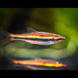 Beckford Pencilfish  2-2.5cm (Nannostomus beckfordi) | Tetras Rasboras & Pencilfish | Largest Tropical Fish Selection at Your Local Fish Store