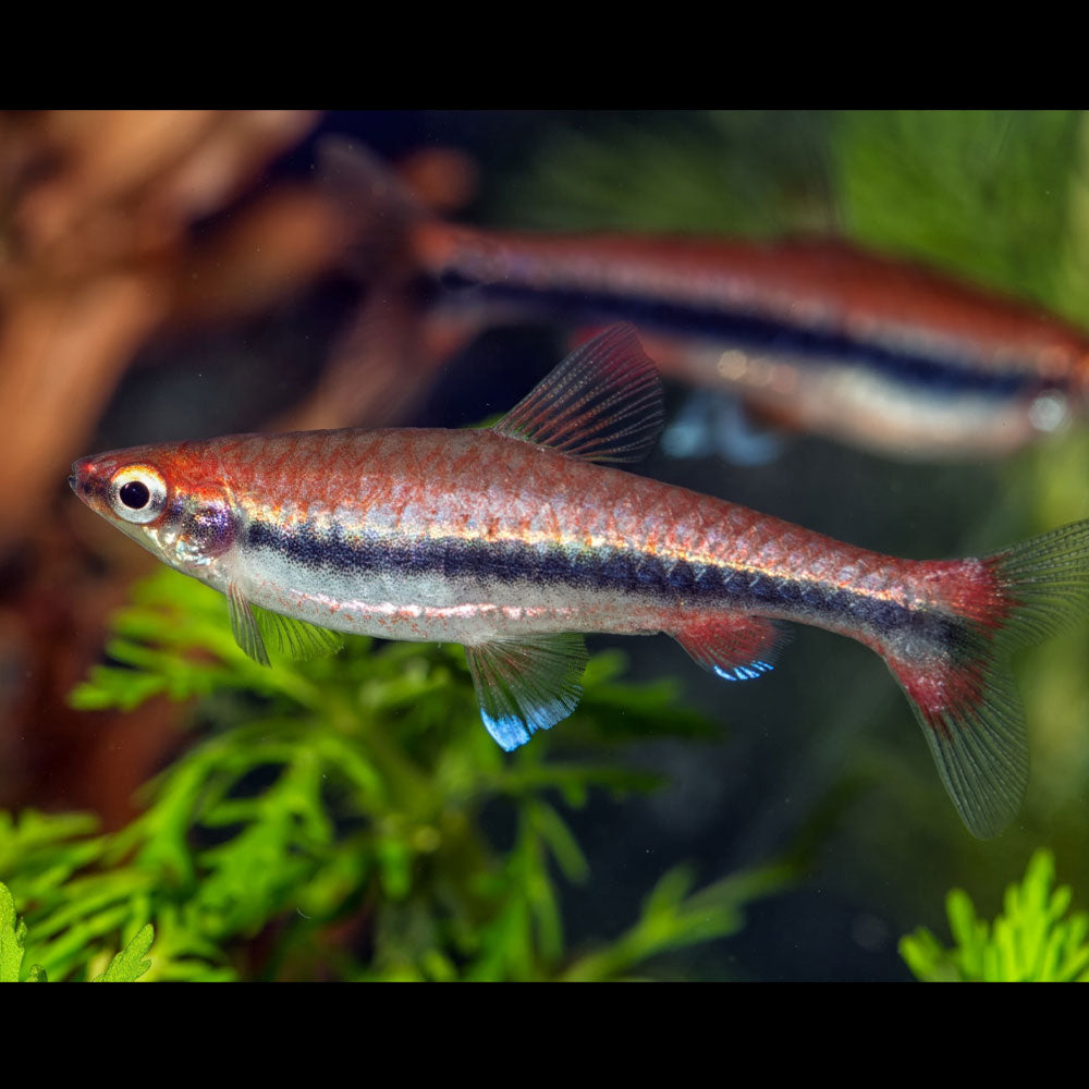 Beckford Pencilfish  2-2.5cm (Nannostomus beckfordi) | Tetras Rasboras & Pencilfish | Largest Tropical Fish Selection at Your Local Fish Store