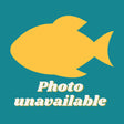 Black Lyretail Sailfin Molly (Poecilia sphenops) | Livebearers | Largest Tropical Fish Selection at Your Local Fish Store