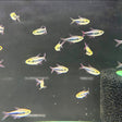 Bleeding Blue Tetra | Tetras Rasboras & Pencilfish | Largest Tropical Fish Selection at Your Local Fish Store