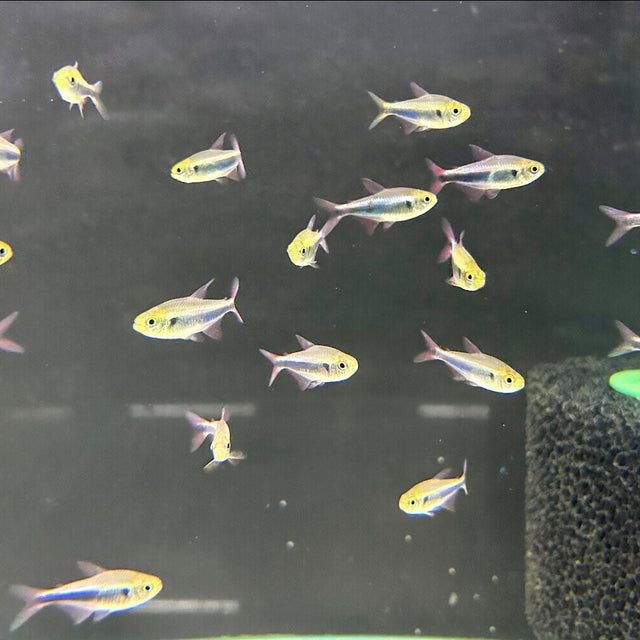 Bleeding Blue Tetra | Tetras Rasboras & Pencilfish | Largest Tropical Fish Selection at Your Local Fish Store