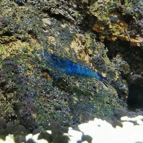 Deep Blue Diamond Shrimp (Neocaridina davidi) | Snails Shrimp Crayfish Crabs | Largest Tropical Fish Selection at Your Local Fish Store