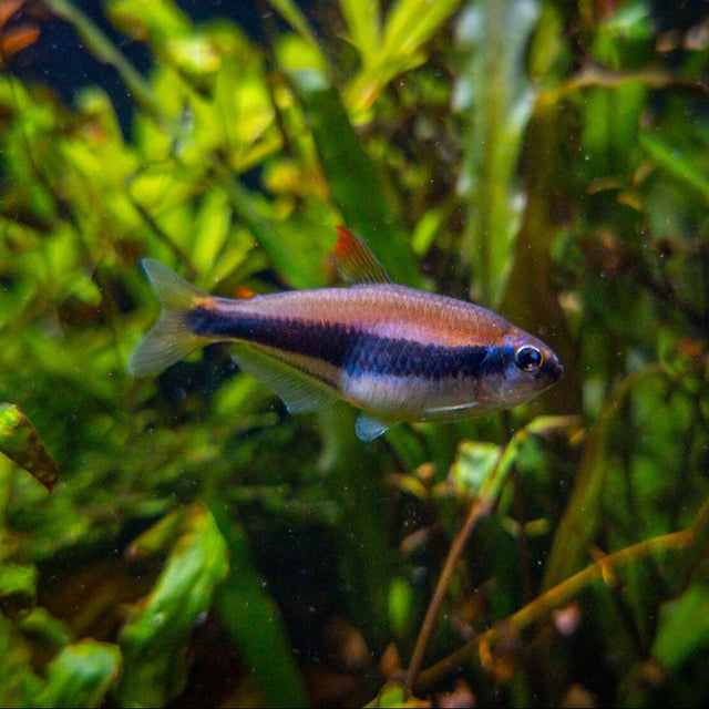 Blue Kerri Emperor Tetra Tetras Rasboras & Pencilfish 