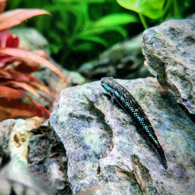 Blue Neon Goby