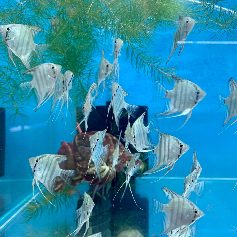 Blue Pinoy Angelfish XL | Cichlids Badis & Gouramis | Largest Tropical Fish Selection at Your Local Fish Store