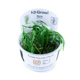 Blyxa japonica 1-2-Grow 057 TC