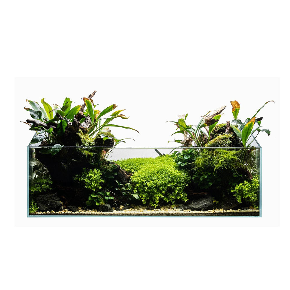 Buy Bucephalandra pygmaea 'Bukit Kelam' 1-2-Grow 139 TC Online