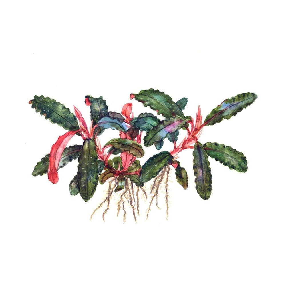 Buy Bucephalandra sp 'Kedagang' 1-2-Grow 139B TC Online - Your