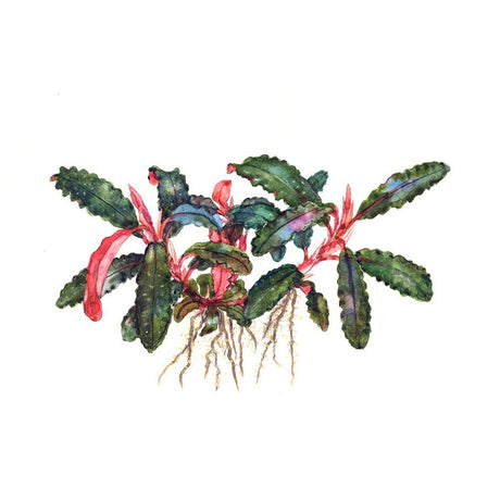 Bucephalandra sp 'Kedagang' 1-2-Grow 139B TC