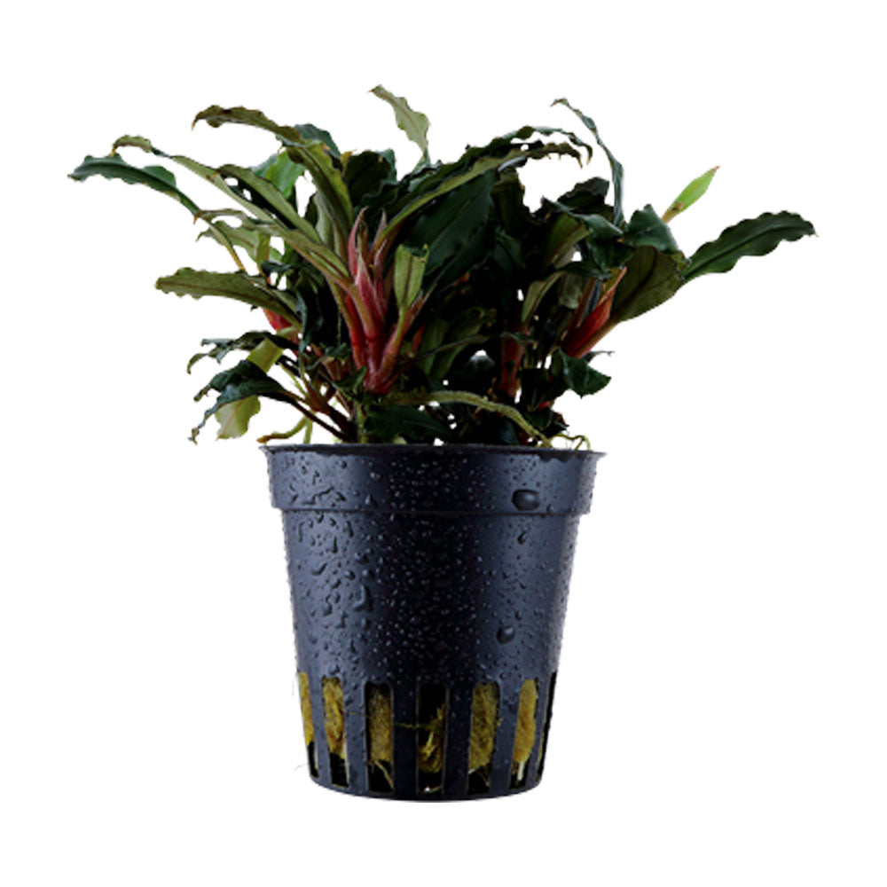 Bucephalandra sp. 'Red' potted 139A