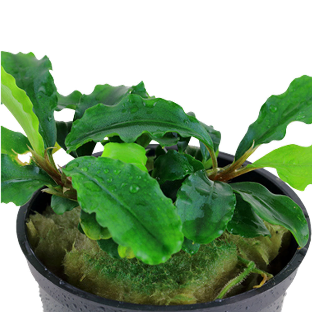 Buy Bucephalandra pygmaea 'Bukit Kelam' 