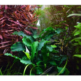 Bucephalandra-sp-Wavy-Green-potted-139