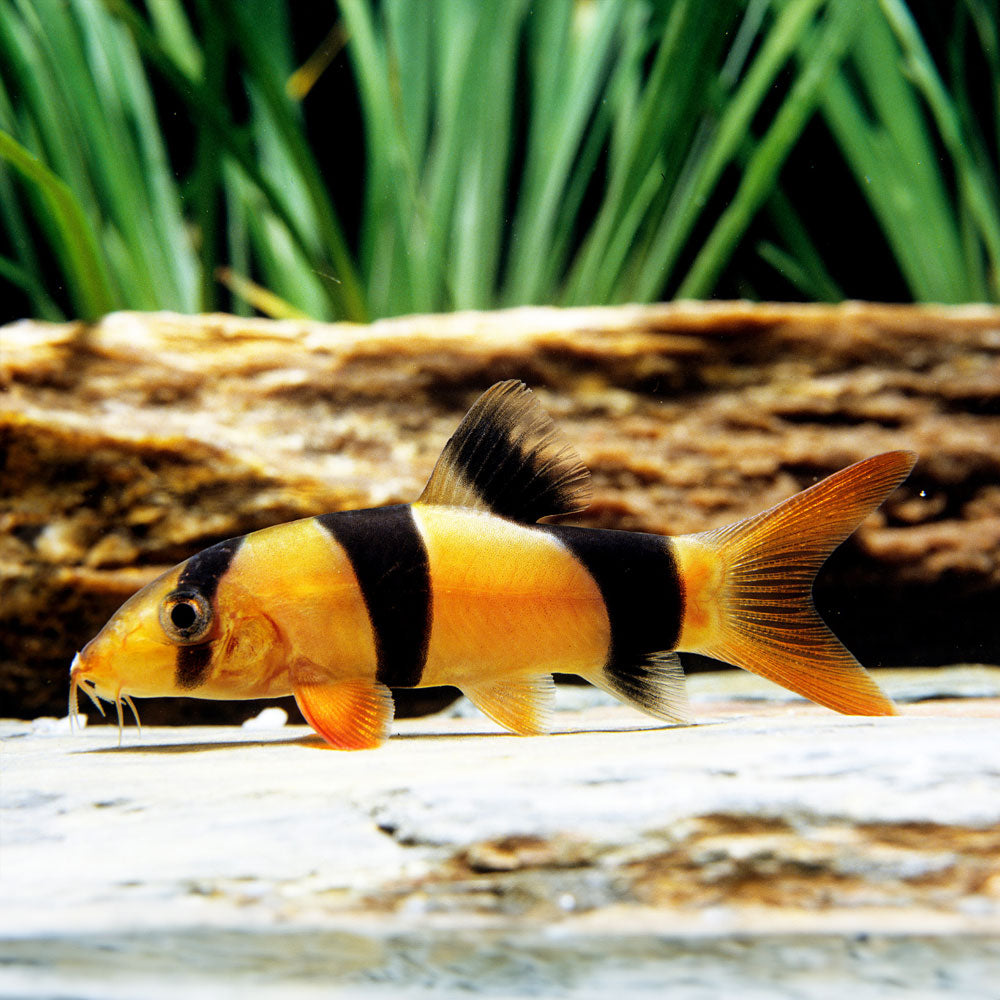 Buy Clown Loach (Chromobotia macracanthus) 4-5cm Online Your