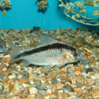 Corydoras Arcuatus (Skunk / Bandit) 3-4cm | Catfish Loaches & Plecos | Largest Tropical Fish Selection at Your Local Fish Store