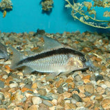 Corydoras Arcuatus (Skunk / Bandit) 3-4cm | Catfish Loaches & Plecos | Largest Tropical Fish Selection at Your Local Fish Store