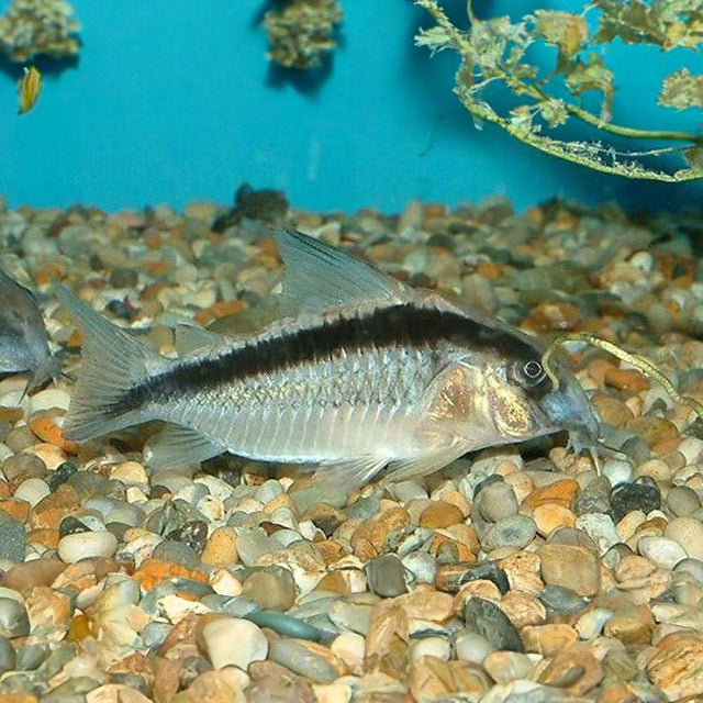 Corydoras Arcuatus (Skunk / Bandit) 3-4cm | Catfish Loaches & Plecos | Largest Tropical Fish Selection at Your Local Fish Store