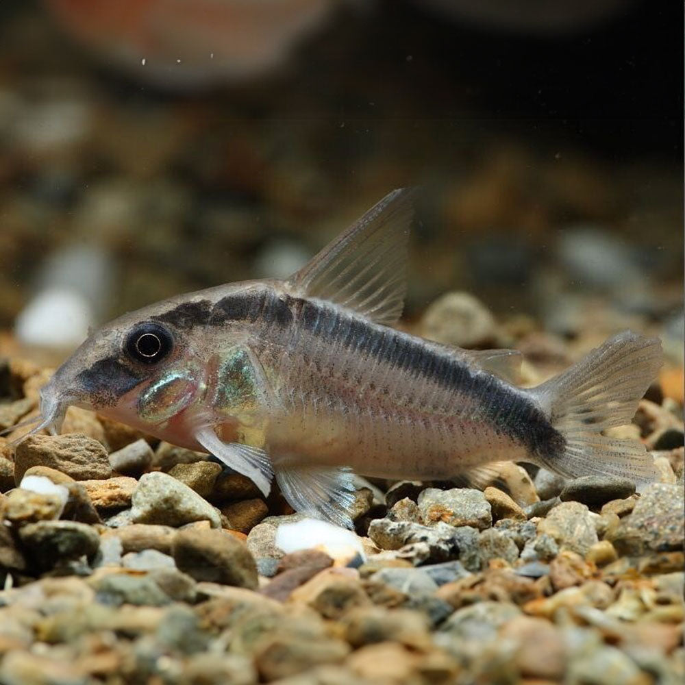 Corydoras Arcuatus (Skunk / Bandit) 3-4cm | Catfish Loaches & Plecos | Largest Tropical Fish Selection at Your Local Fish Store