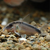 Corydoras Arcuatus (Skunk / Bandit) 3-4cm | Catfish Loaches & Plecos | Largest Tropical Fish Selection at Your Local Fish Store