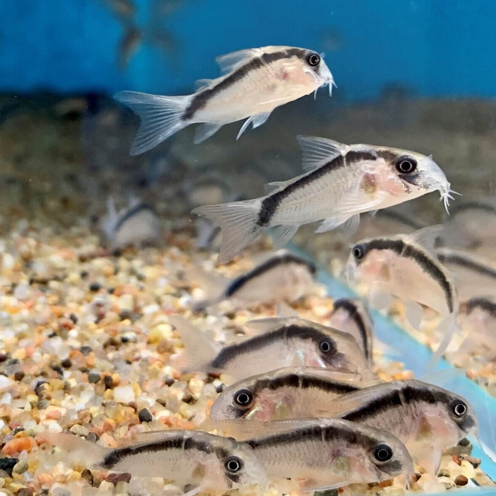 Corydoras Arcuatus (Skunk / Bandit) 3-4cm | Catfish Loaches & Plecos | Largest Tropical Fish Selection at Your Local Fish Store