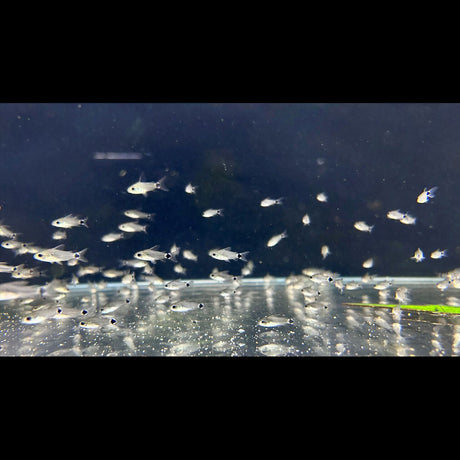 Corydoras Hastatus (Tail Spot) Med-Large Aquarium Glaser | Catfish Loaches & Plecos | Largest Tropical Fish Selection at Your Local Fish Store
