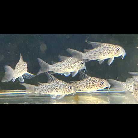 Corydoras Loretoensis | Catfish Loaches & Plecos | Largest Tropical Fish Selection at Your Local Fish Store