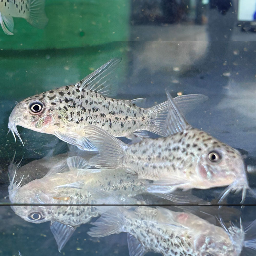 Corydoras Loretoensis | Catfish Loaches & Plecos | Largest Tropical Fish Selection at Your Local Fish Store