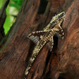 Cowboy Whiptail (Lamontichthys Llanero) Catfish Loaches & Plecos Cowboy Whiptail (Lamontichthys Llanero)