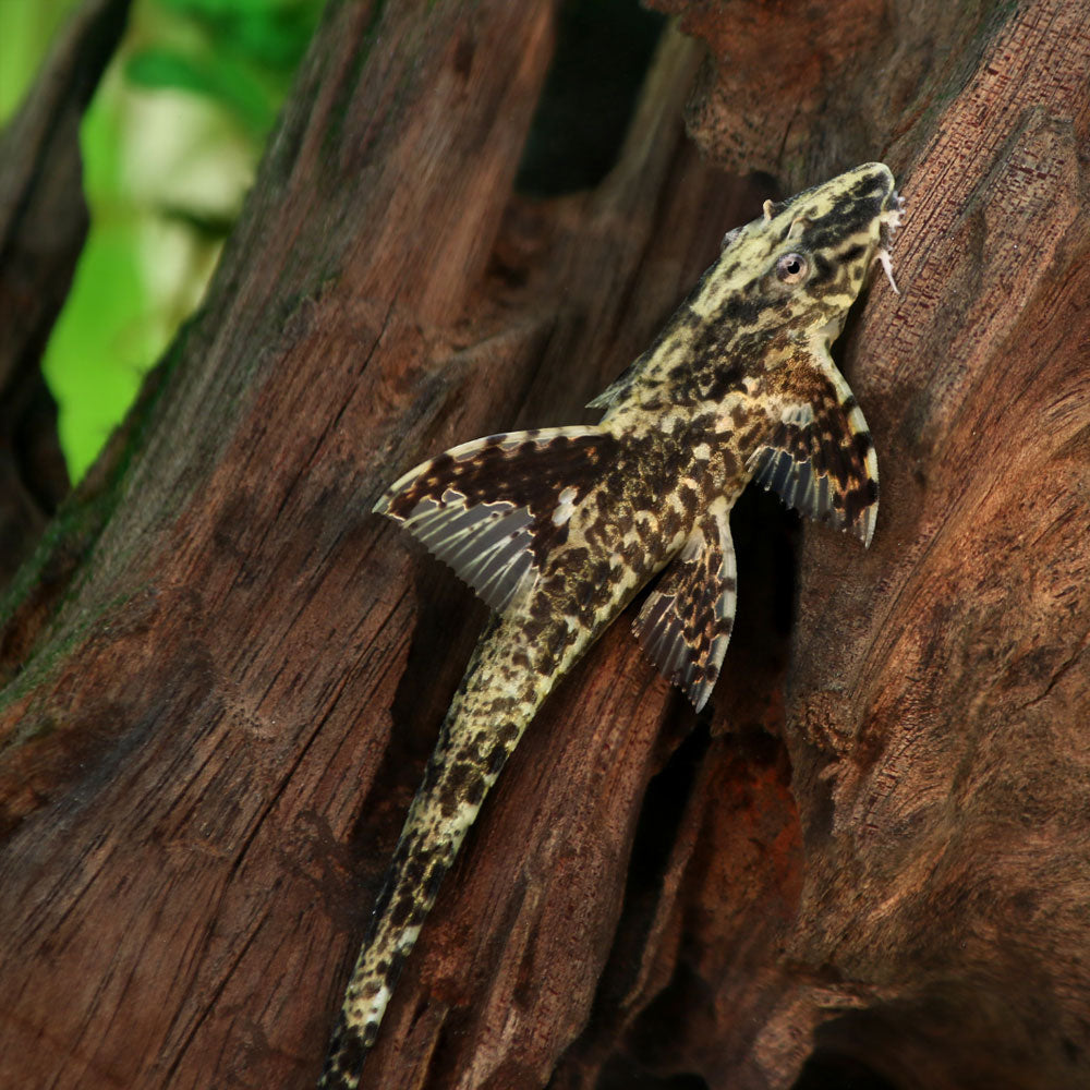 Cowboy Whiptail (Lamontichthys Llanero) Catfish Loaches & Plecos Cowboy Whiptail (Lamontichthys Llanero)