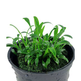 Cryptocoryne parva potted 106 | Potted Plants | Largest Tropical Fish Selection at Your Local Fish Store