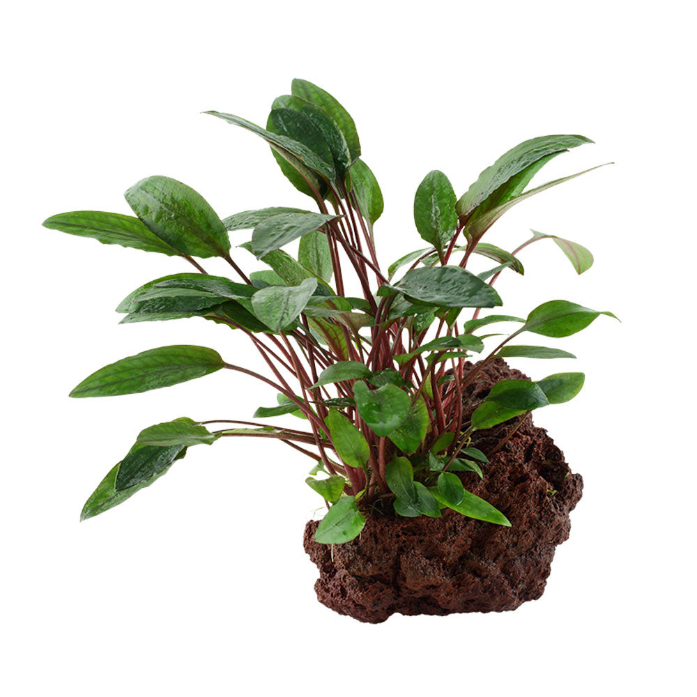 Cryptocoryne beckettii 'Petchii' on rock 108A YLS | Potted Plants | Largest Tropical Fish Selection at Your Local Fish Store