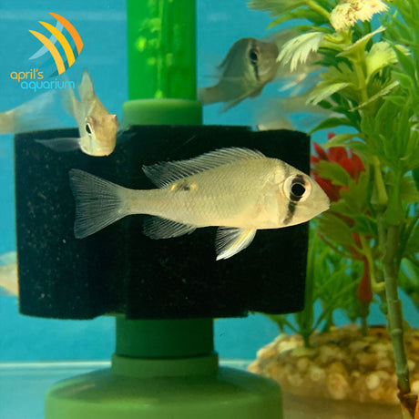 Cupid Cichlid (Biotodoma cupido) | Cichlids Badis & Gouramis | Largest Tropical Fish Selection at Your Local Fish Store