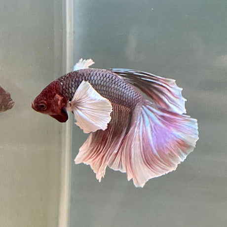 Dumbo Halfmoon Male Betta | Bettas | Largest Tropical Fish Selection at Your Local Fish Store