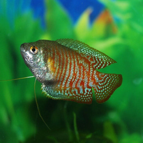 Dwarf Gourami | Cichlids Badis & Gouramis | Largest Tropical Fish Selection at Your Local Fish Store