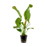 Echinodorus 'Ozelot Green' potted 073G