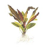Echinodorus 'Rosé' potted 072B