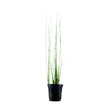 Eleocharis montevidensis potted 132D | Potted Plants | Largest Tropical Fish Selection at Your Local Fish Store