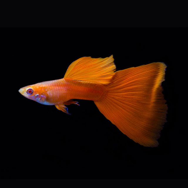 Fancy Guppy Male Assorted (Poecilia reticulata) | Livebearers | Largest Tropical Fish Selection at Your Local Fish Store