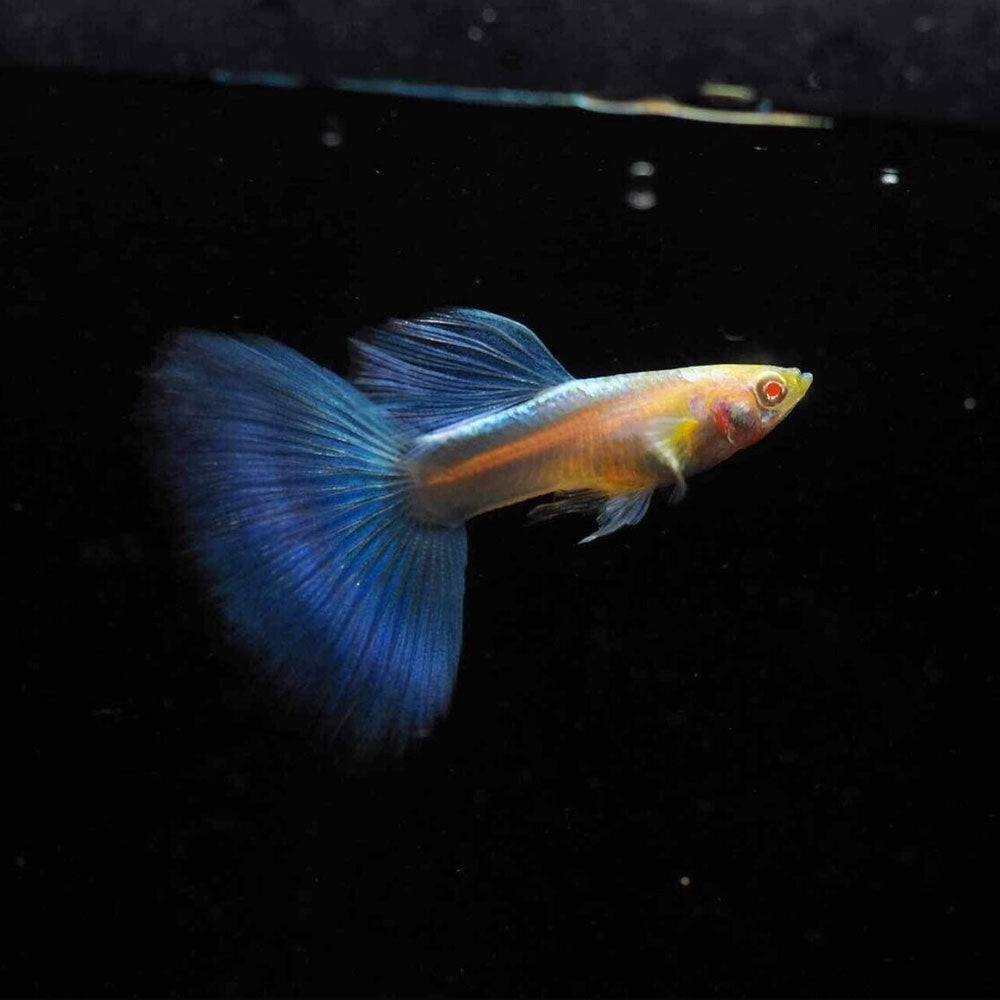 Fancy Guppy Pair Albino Blue Tail Livebearers Fancy Guppy Pair Albino Blue Tail