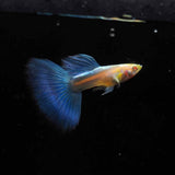 Fancy Guppy Pair Albino Blue Tail Livebearers Fancy Guppy Pair Albino Blue Tail