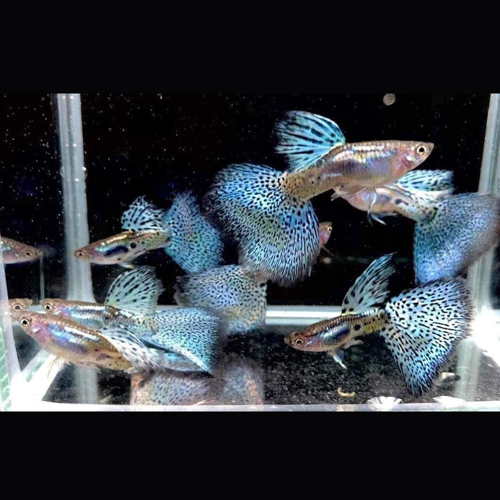 Buy Fancy Guppy Pair Blue Grass Your Local Fish Store Canadian Owned