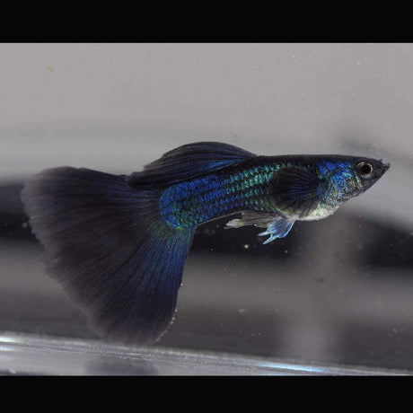 Fancy Guppy Pair Blue Moscow