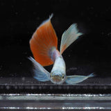 Fancy Guppy Pair Dumbo Ear Santa Klaus Livebearers Fancy Guppy Pair Dumbo Ear Santa Klaus