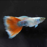 Fancy Guppy Pair Dumbo Ear Santa Klaus Livebearers Fancy Guppy Pair Dumbo Ear Santa Klaus